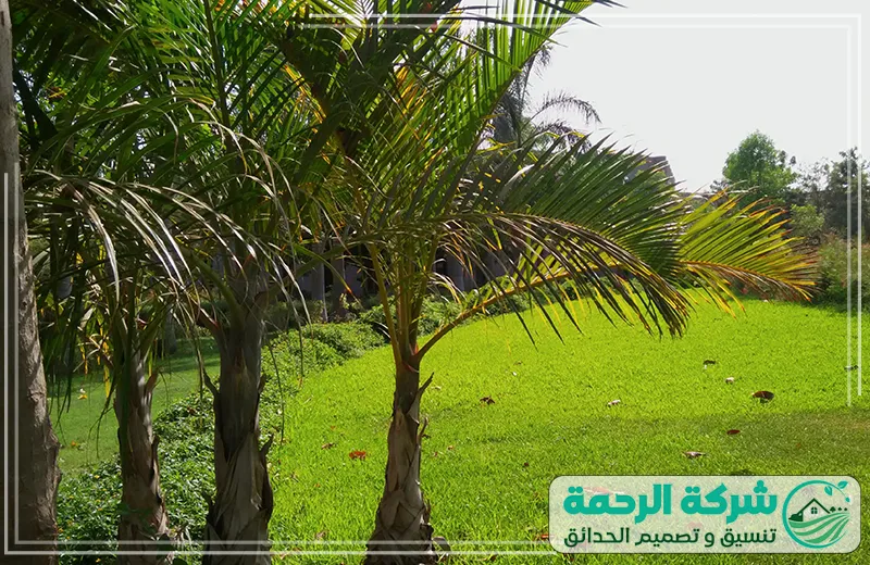 زراعة النخيل بمكة 0559460943 الرحمة يعتني الفني بزراعة النخيل والأشجار باستخدام أساليب حديثة لتحقيق أفضل النتائج الممكنة.