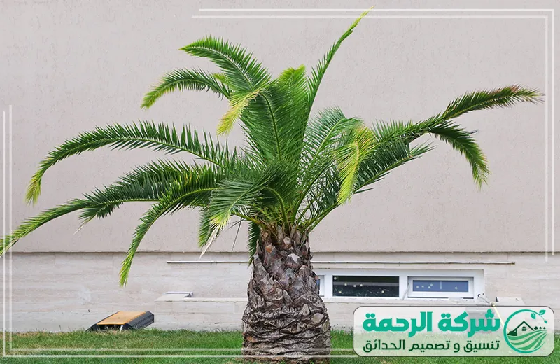 زراعة النخيل بمكة 0559460943 الرحمة يقدم الفني خدمة زراعة الأشجار والنخيل مع توفير السماد والعناية الخاصة بكل نوع.