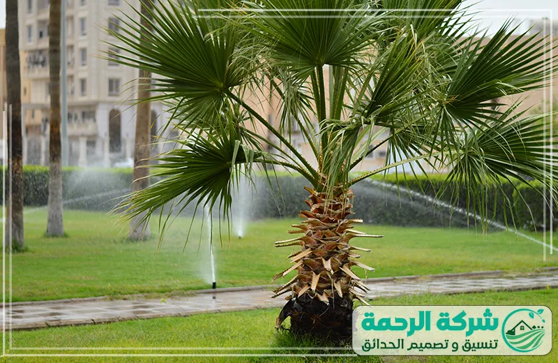 زراعه الاشجار بمكة 0559460943 الرحمة يحرص الفني على اختيار الموقع المناسب وزراعة الأشجار والنخيل بطريقة تضمن استمرار نموها.