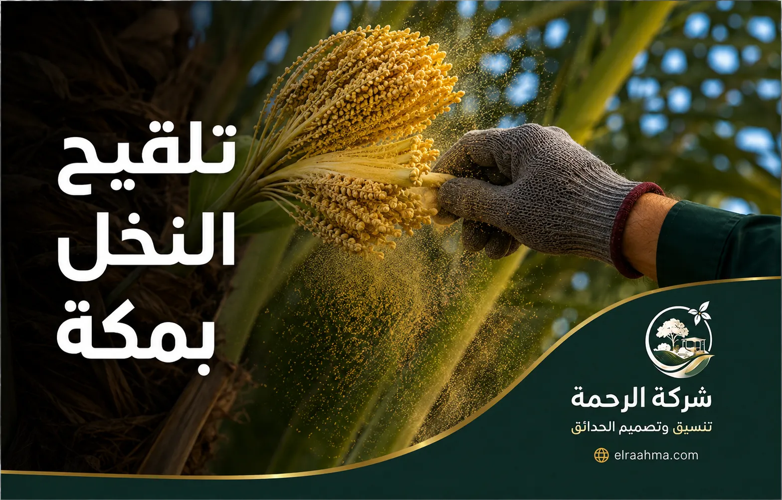 تلقيح النخل بمكة | شركة الرحمة تلقيح أزهار النخيل يدويًا لتوزيع حبوب اللقاح على طلع النخلة في مكة