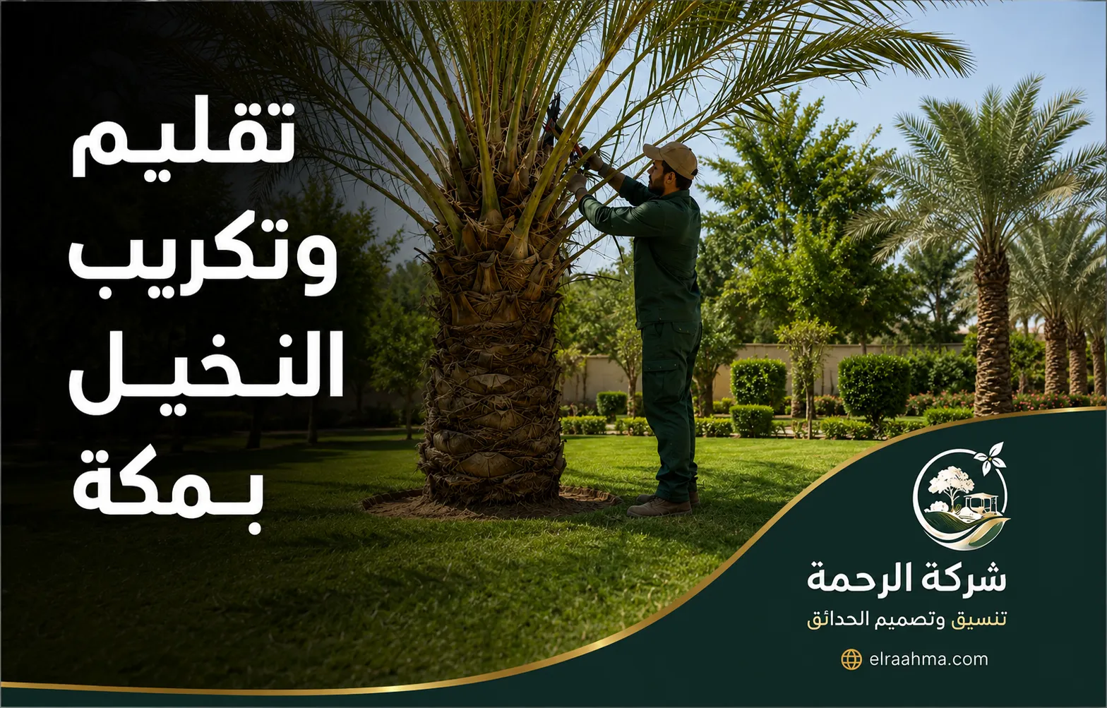 تقليم وتكريب النخيل بمكة | شركة الرحمة عامل يقلم سعف النخلة ويكرب الجذع باستخدام أدوات التقليم داخل حديقة بمكة