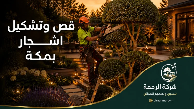 قص وتشكيل أشجار بمكة 0559460943 شركة الرحمة عامل ينفذ قص اشجار بمكة لتشكيل التاج الكروي وضبط مظهر الأشجار داخل الحديقة.